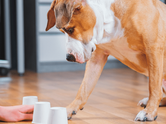 Estrategias para Desarrollar un Perro de Familia