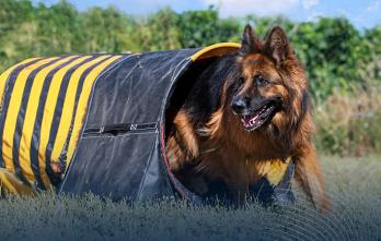 curso-sobre-intervenciones-asistidas-con-perros.