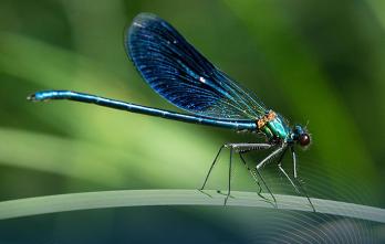Curso libre sobre Entomología