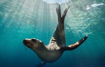 Curso sobre Ecología de Mamíferos Marinos 