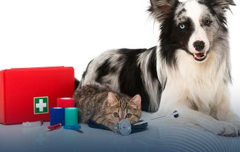 Taller sobre Primeros Auxilios para Perros y Gatos 