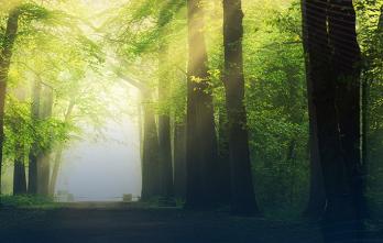 Foto de un bosques para explicar el cambio climático