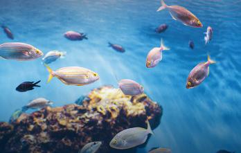 Foto del mar para estudiar oceanografía