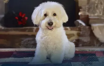 Terapias Alternativas para Medicina Veterinaria