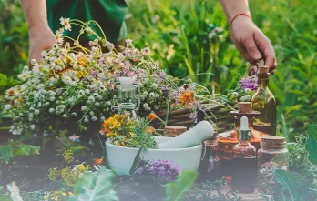Las Plantas Medicinales en el Cuidado de la Salud